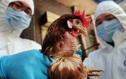 Κίνδυνος εξάπλωσης γρίπης των πτηνών
