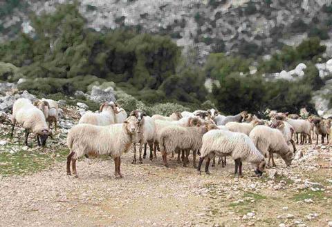 Βοσκότοποι αιγοπρόβατα κτηνοτρόφοι εξισωτικές