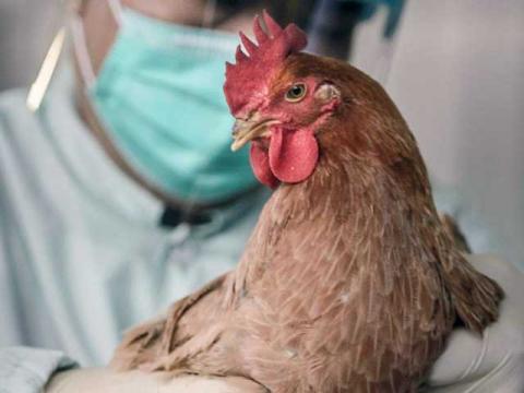 Ενημέρωση για τη γρίπη των πτηνών