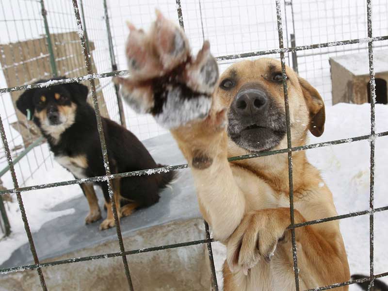 Καταφύγιο αδέσποτων ζώων στο δήμο Πέλλας